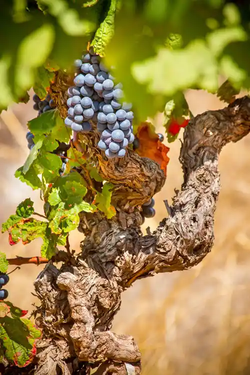 Mahepõllumajandus - Tume viinamari