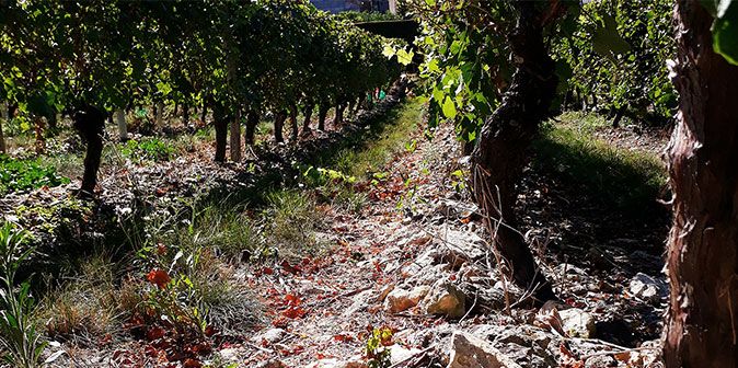 Louis de Grenelle chardonnay istandus