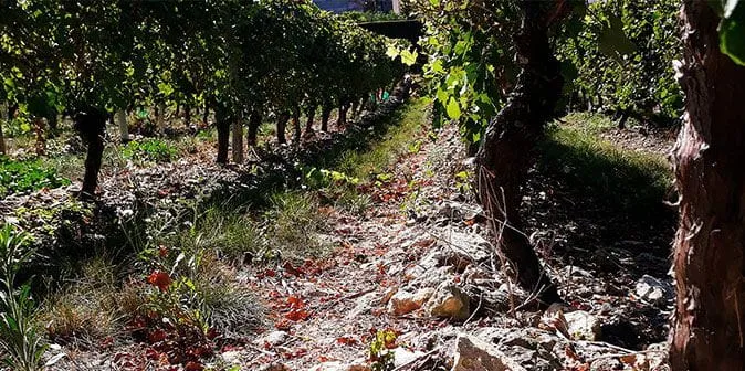 Louis de Grenelle chardonnay istandus